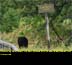 Black Bear